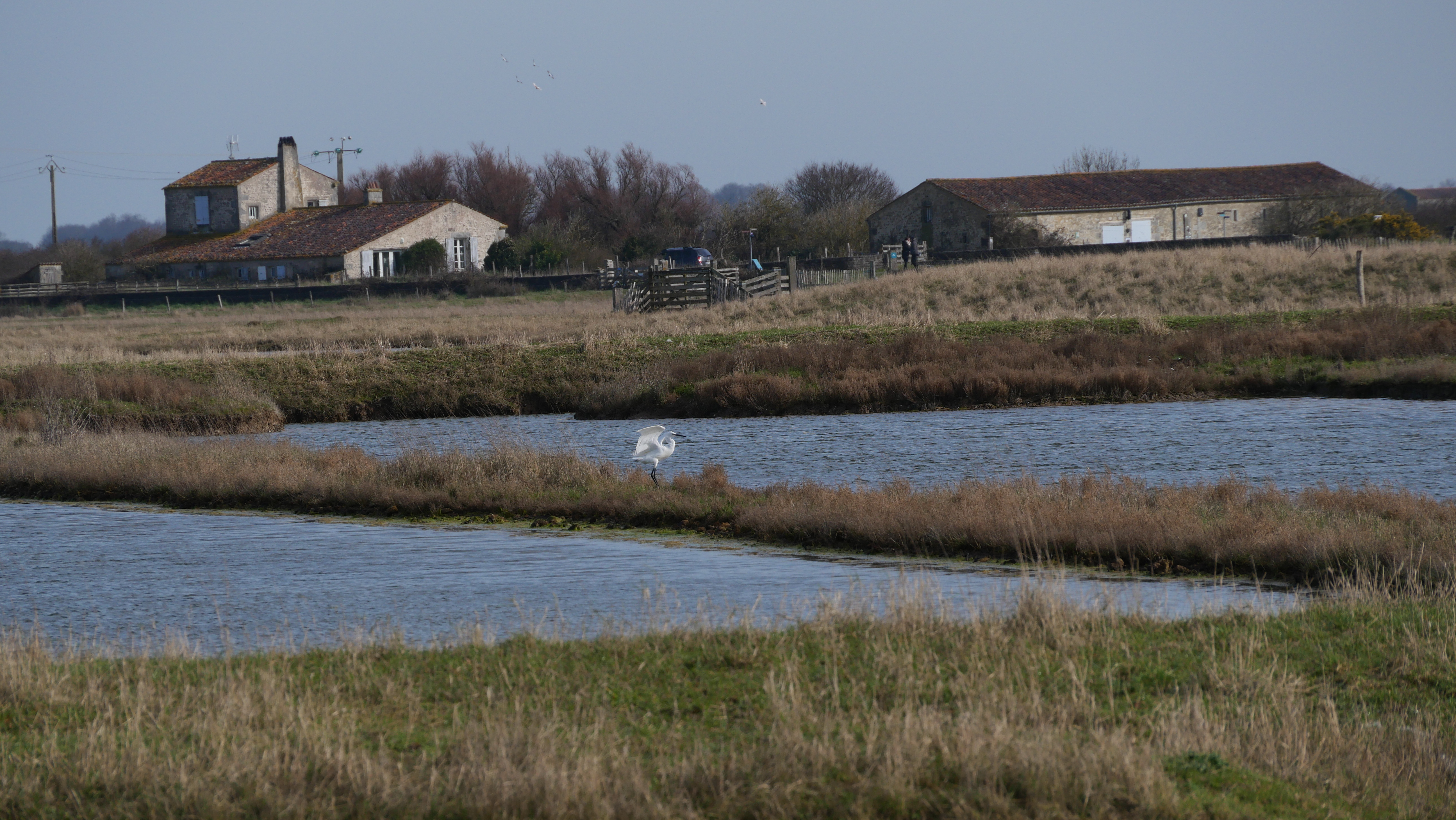 La réserve naturelle de Moëze-Oléron, une découverte en 1,5 heure