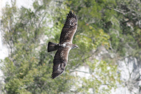 Aigle de Bonelli en vol © Vincent Palomares