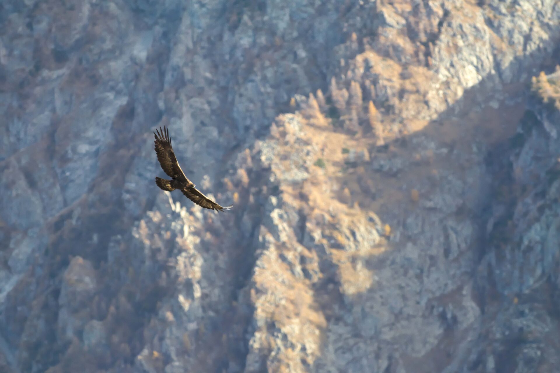Sports de nature et dérangement d’oiseaux protégés