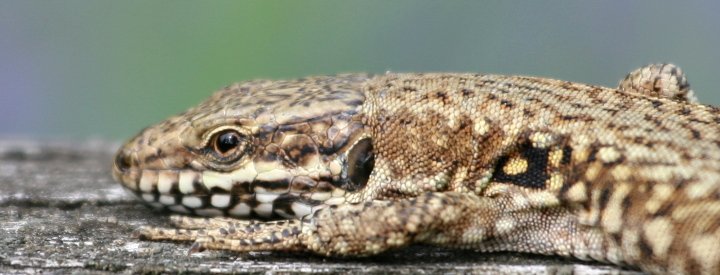 Lézard des murailles