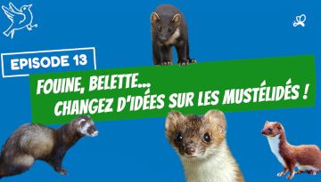 Fouine, Belette… Changez d’idées sur les mustélidés !