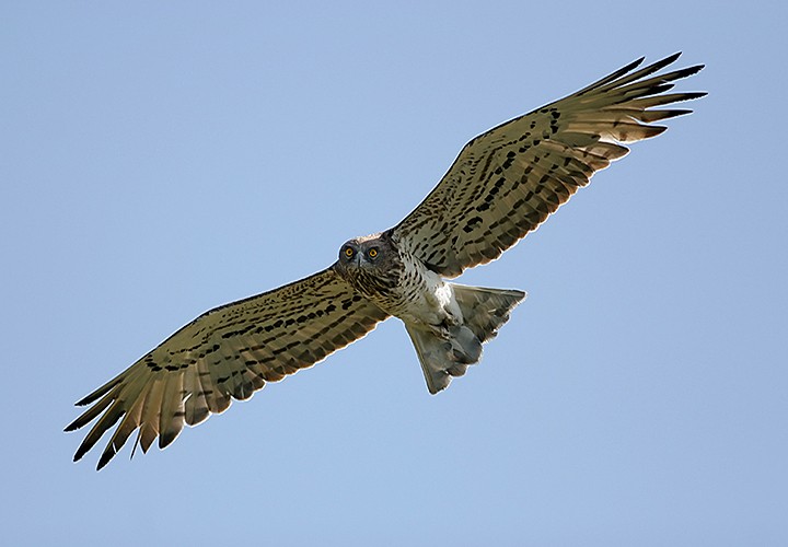 Les rapaces au Château de Castelnau-Bretenoux