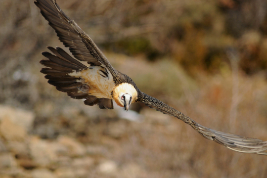 Gypaète barbu © Bruno Berthemy