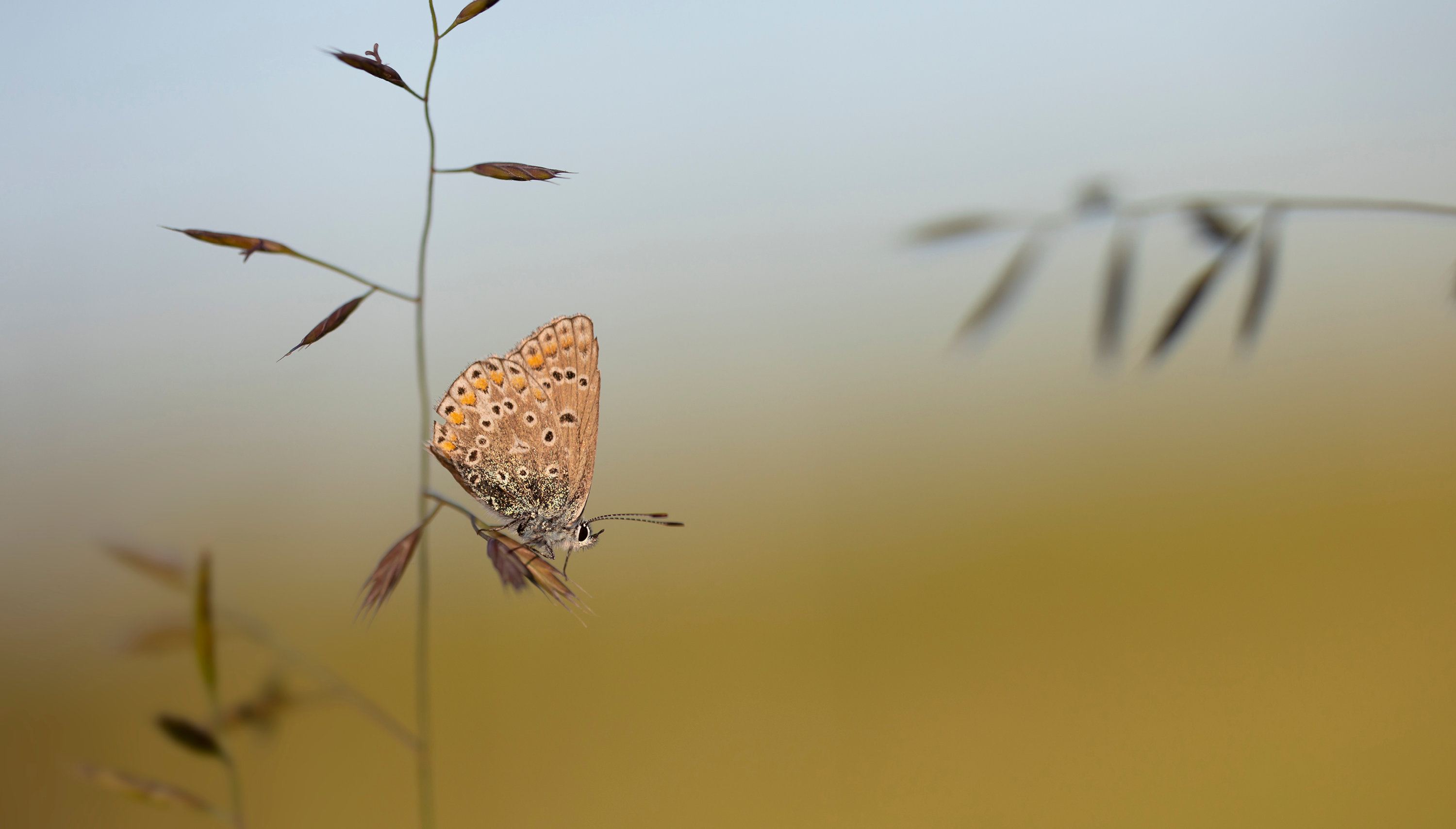 Sortie papillons