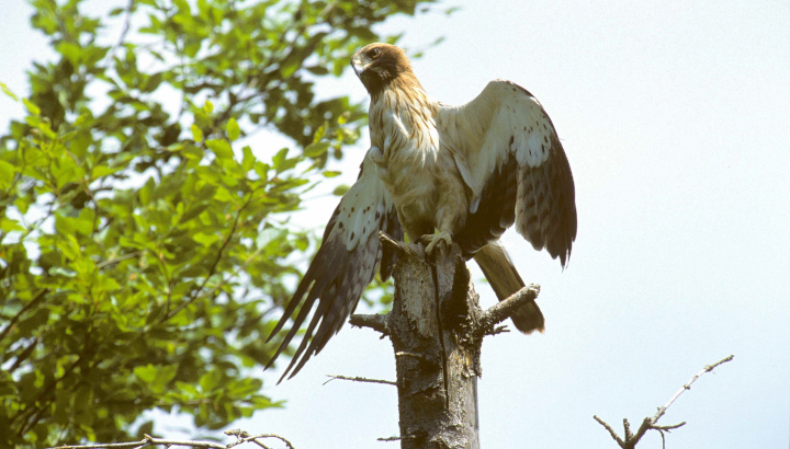 Participez au suivi des rapaces en Dordogne !