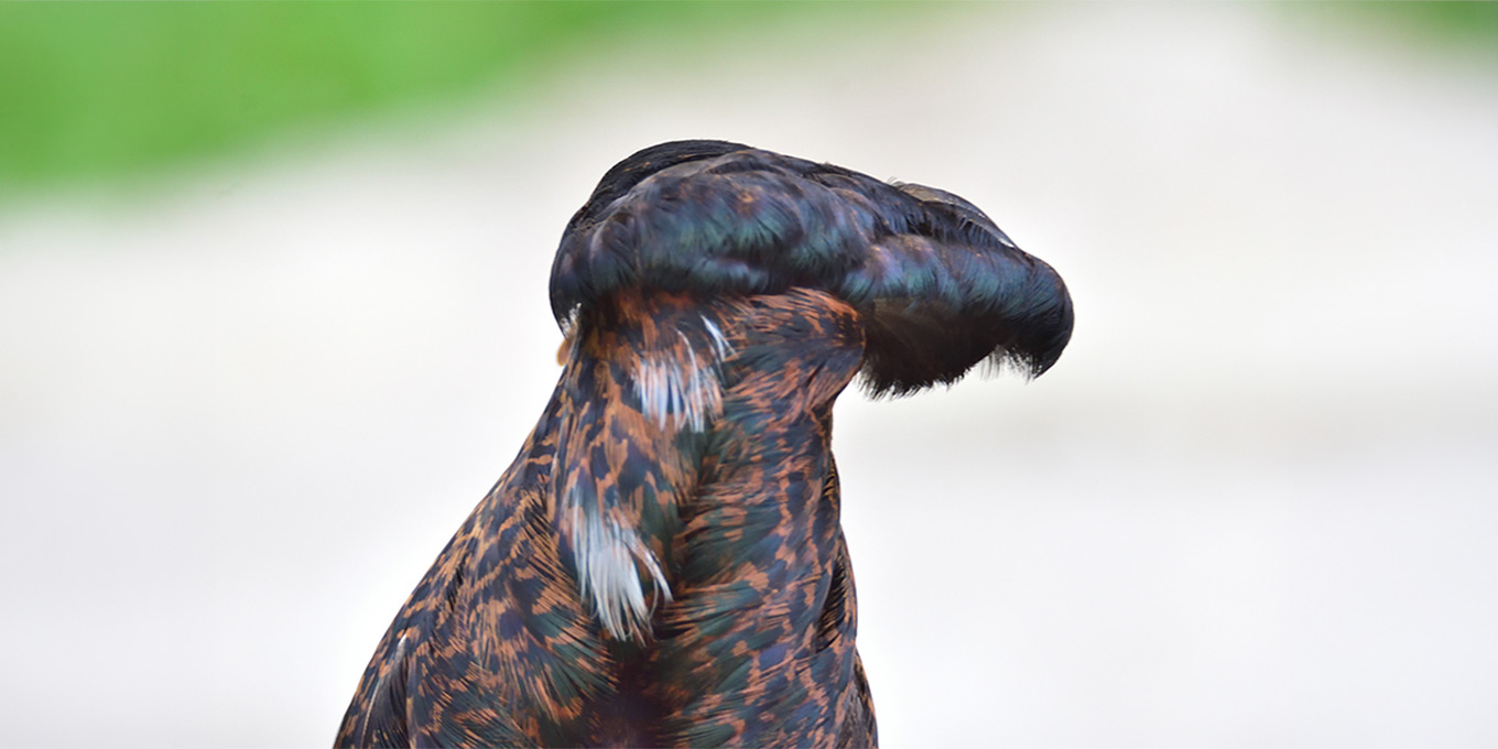 L’OISEAU MAG n°163: photo mystère