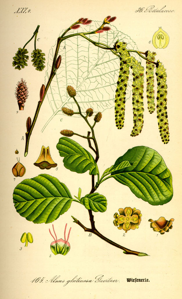 Planche d'identification : Alnus glutinosa (Famille des bétulacées)
