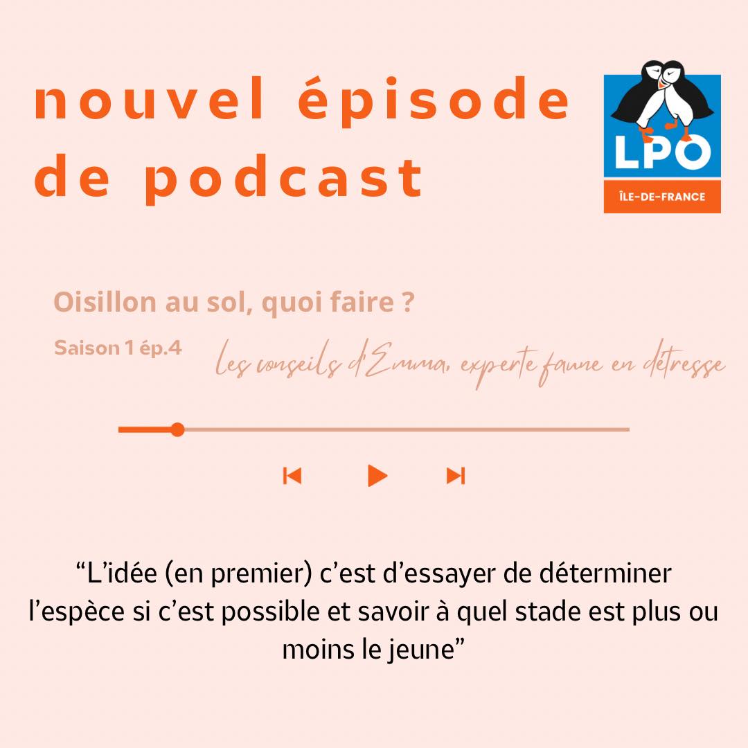 Nouvel épisode du LPO'cast !