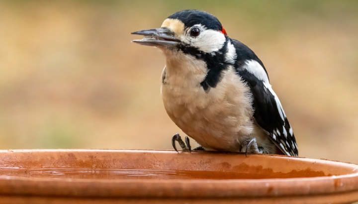 Aidez la faune sauvage pendant un épisode de canicule