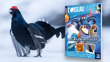 L'OISEAU MAG Junior n°45 : parution courant décembre