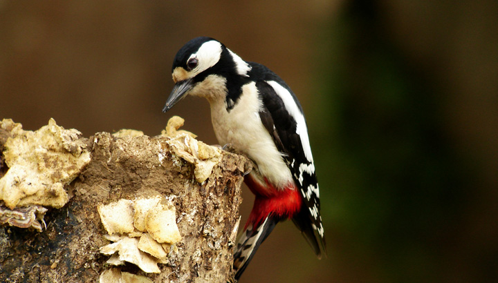 Formation Oiseaux forestiers - session terrain