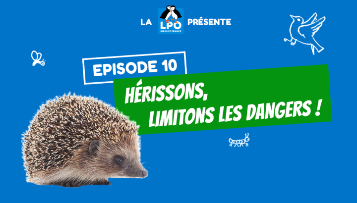 Web-série Colocataires Sauvages : Épisode 10