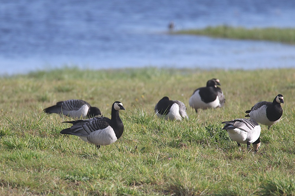 La réserve naturelle de Beauguillot (Manche)