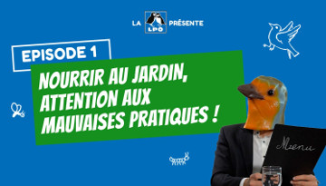 Web-série Colocataires Sauvages : Épisode 1