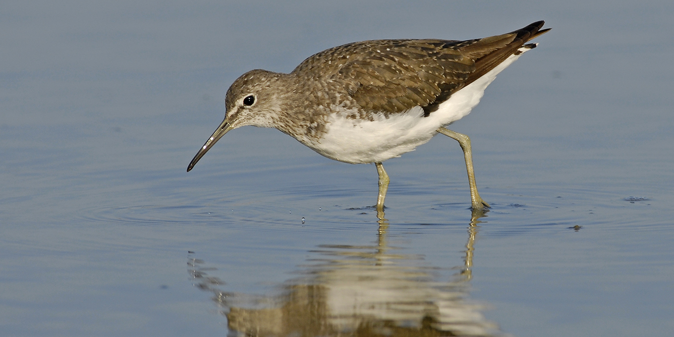 Formation à la reconnaissance des oiseaux de Loire tourangelle