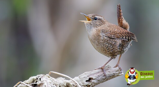 Comptage national des oiseaux des jardins