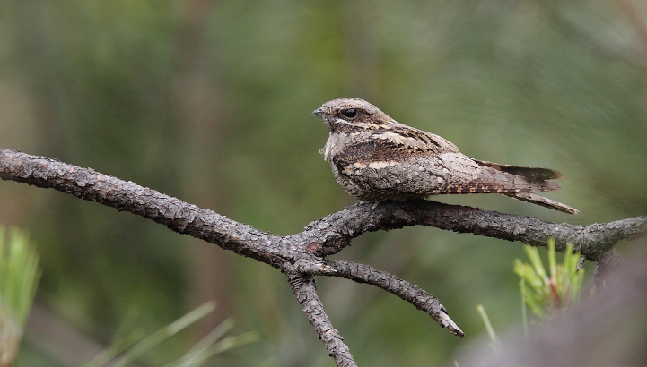 Cet oiseau mystérieux de la forêt de Moulière