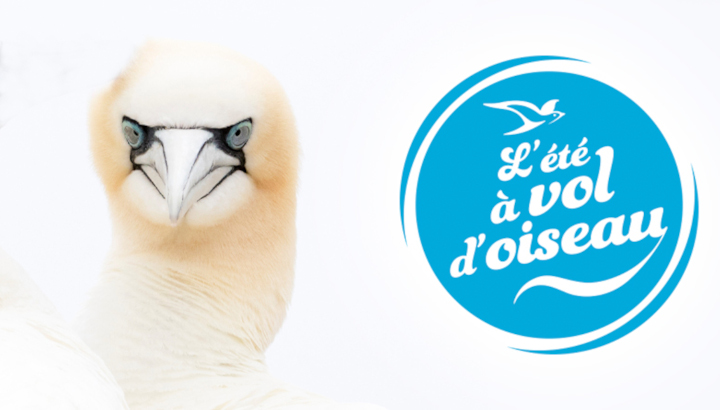 Fous de Bassan et tampon "l'été à vol d'oiseau"