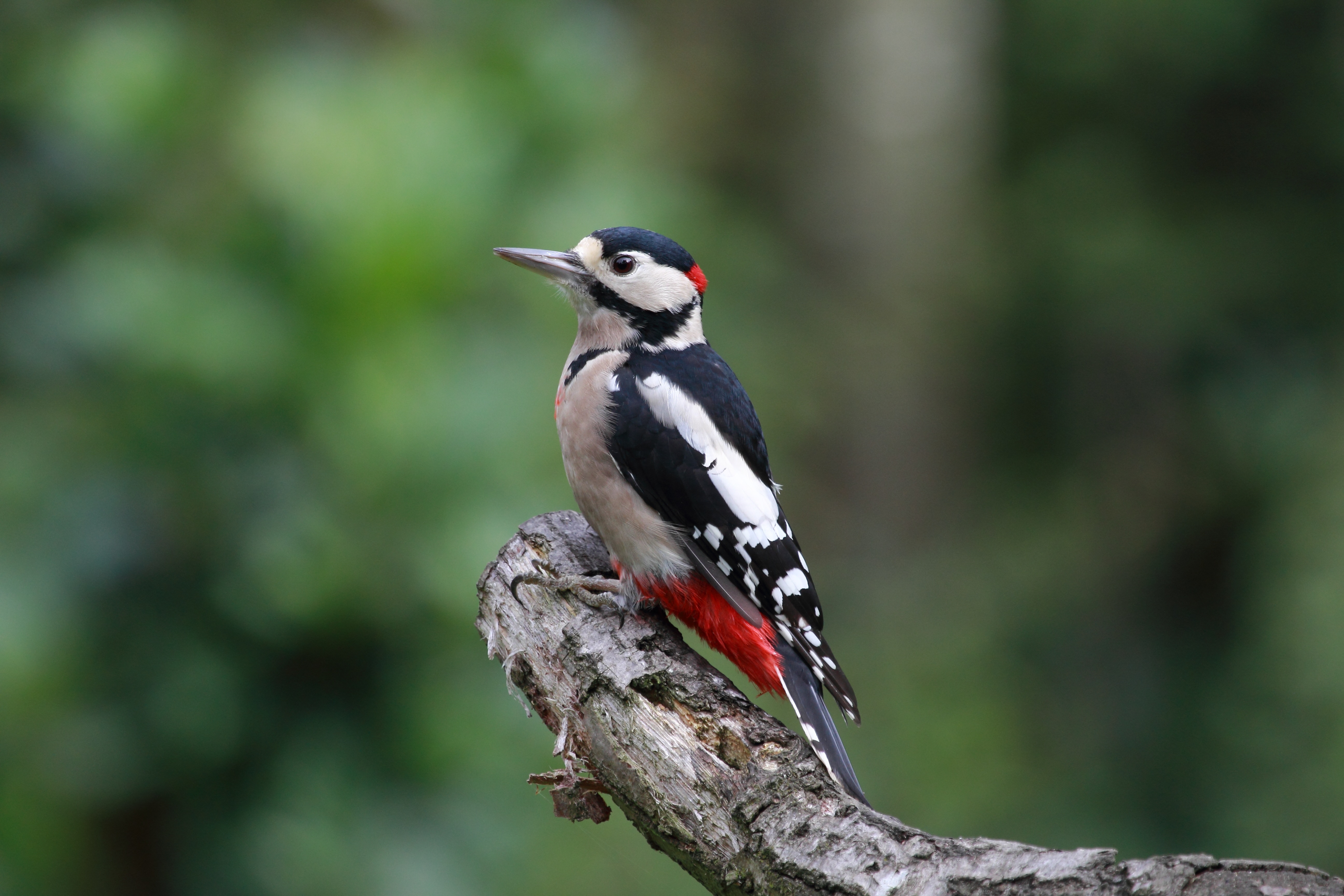 Pic épeiche (Dendrocopos major) mâle