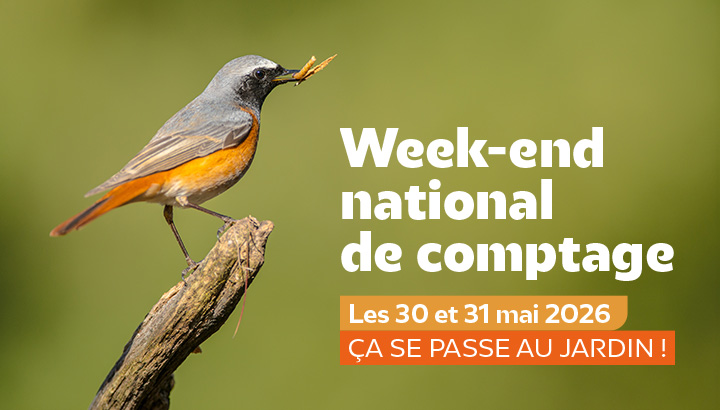 Le Comptage National des Oiseaux des Jardins est de retour les 30 et 31 mai !