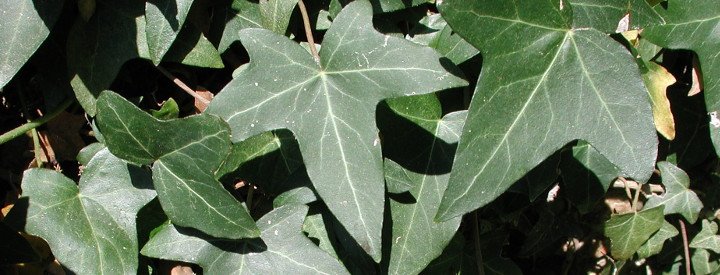 Lierre (Hedera helix)