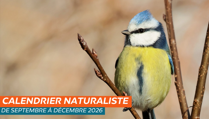 Calendrier naturaliste de septembre à décembre 2026
