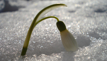 Perce-neige