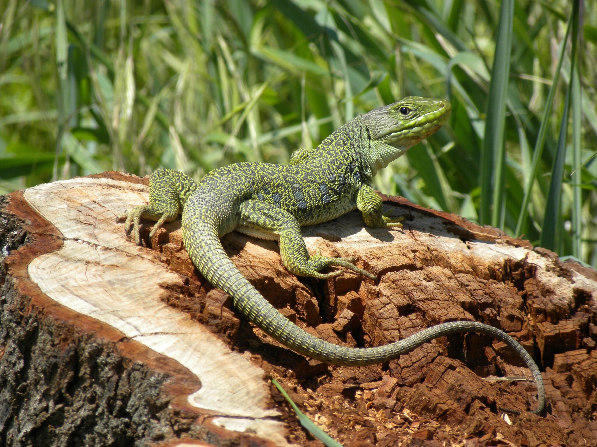 Lézard ocellé