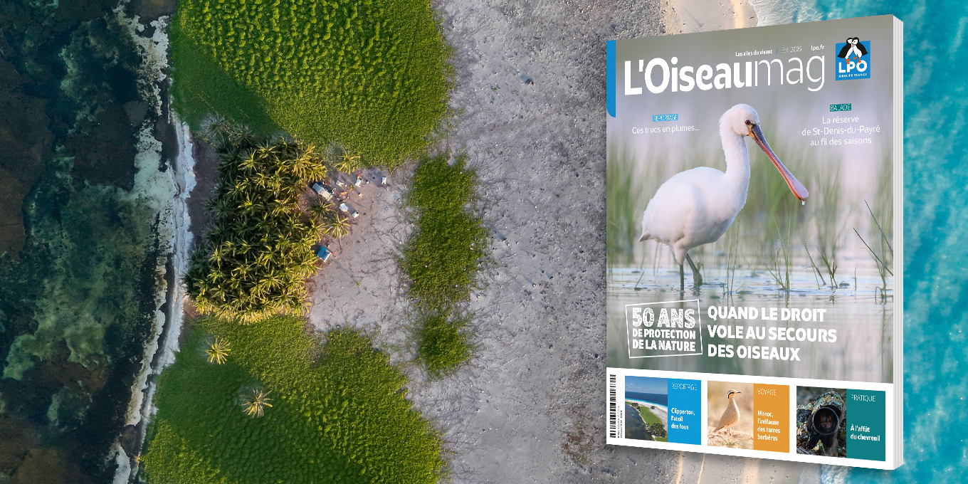L’OISEAU MAG n°163 : découvrez cet été un numéro dédié à 50 ans de protection des oiseaux