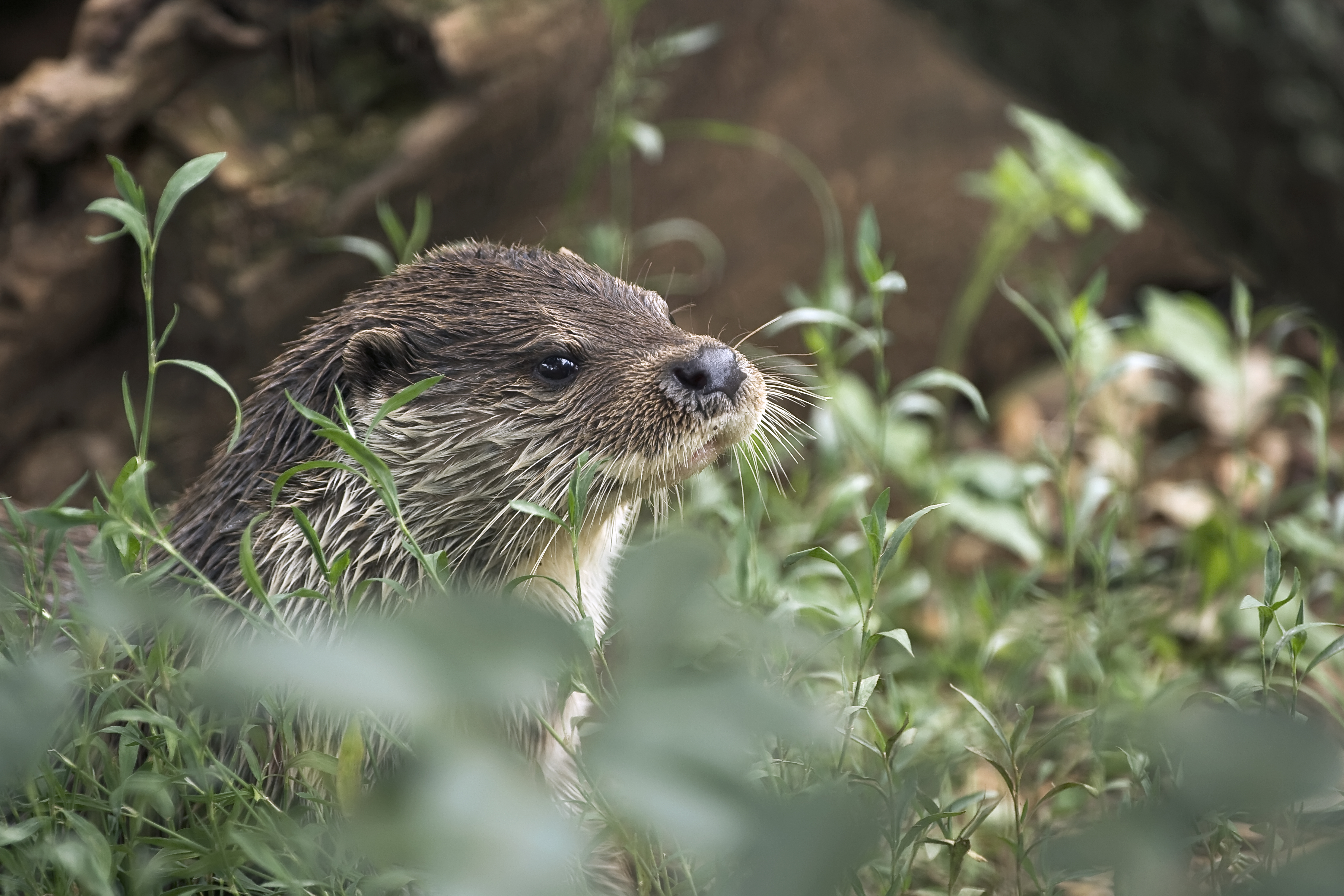 Sur les traces de la Loutre d'Europe