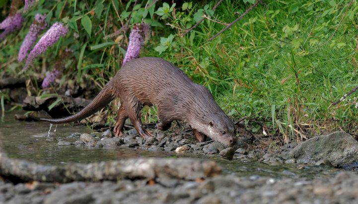 Suivis de la recolonisation de la Loutre d’Europe