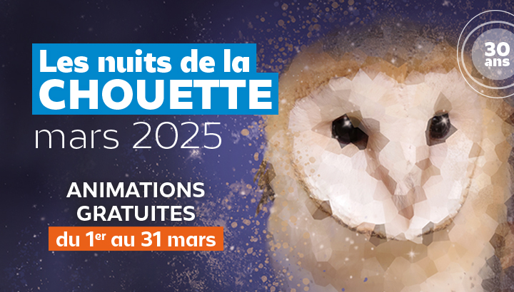 Découverte des oiseaux nocturnes du val de Saône