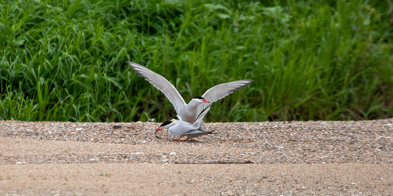 Protégez les sternes, devenez médiateur de Loire !