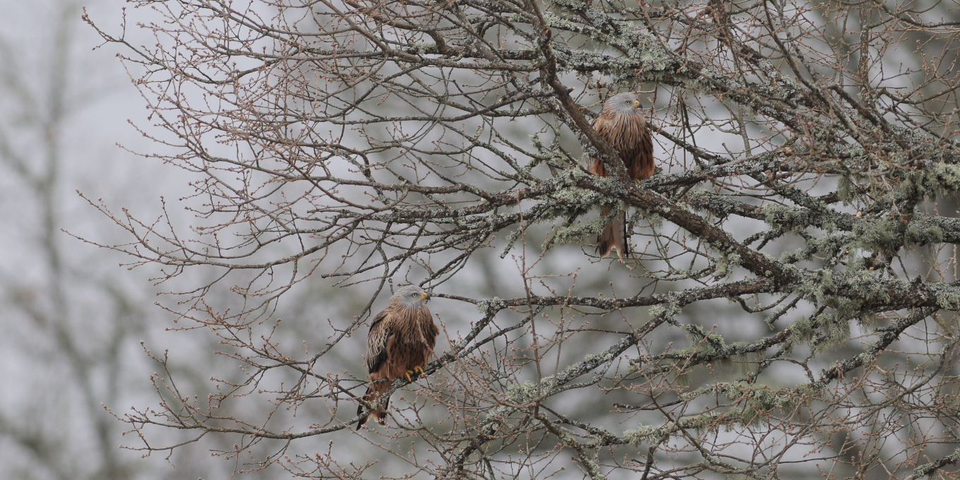 Deux milans royaux dans un arbre