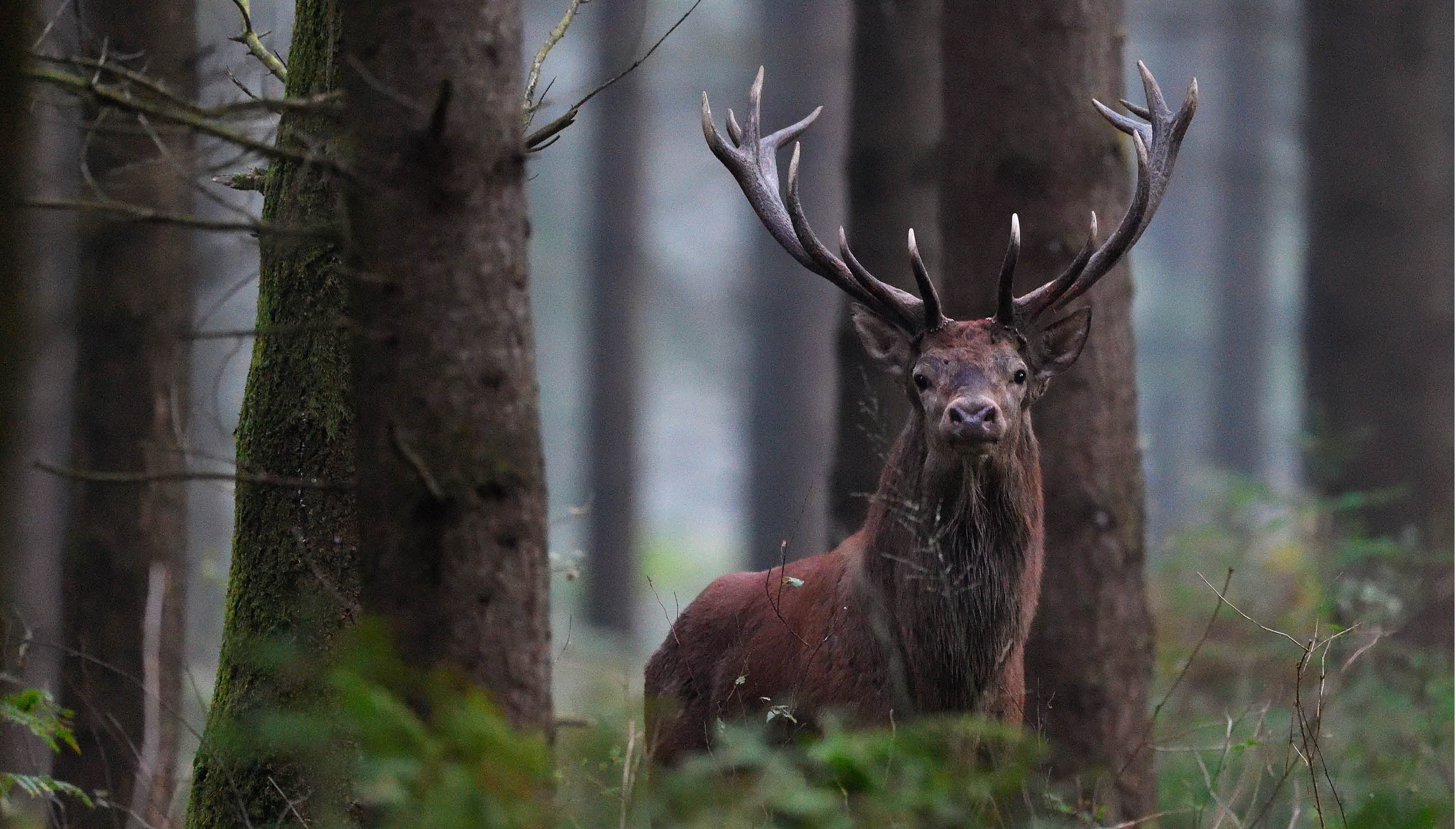 Le brame du Cerf