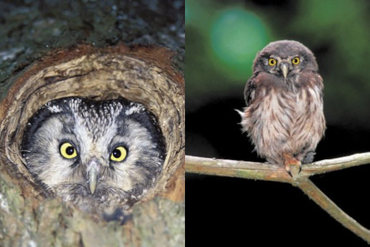 Suivi et conservation