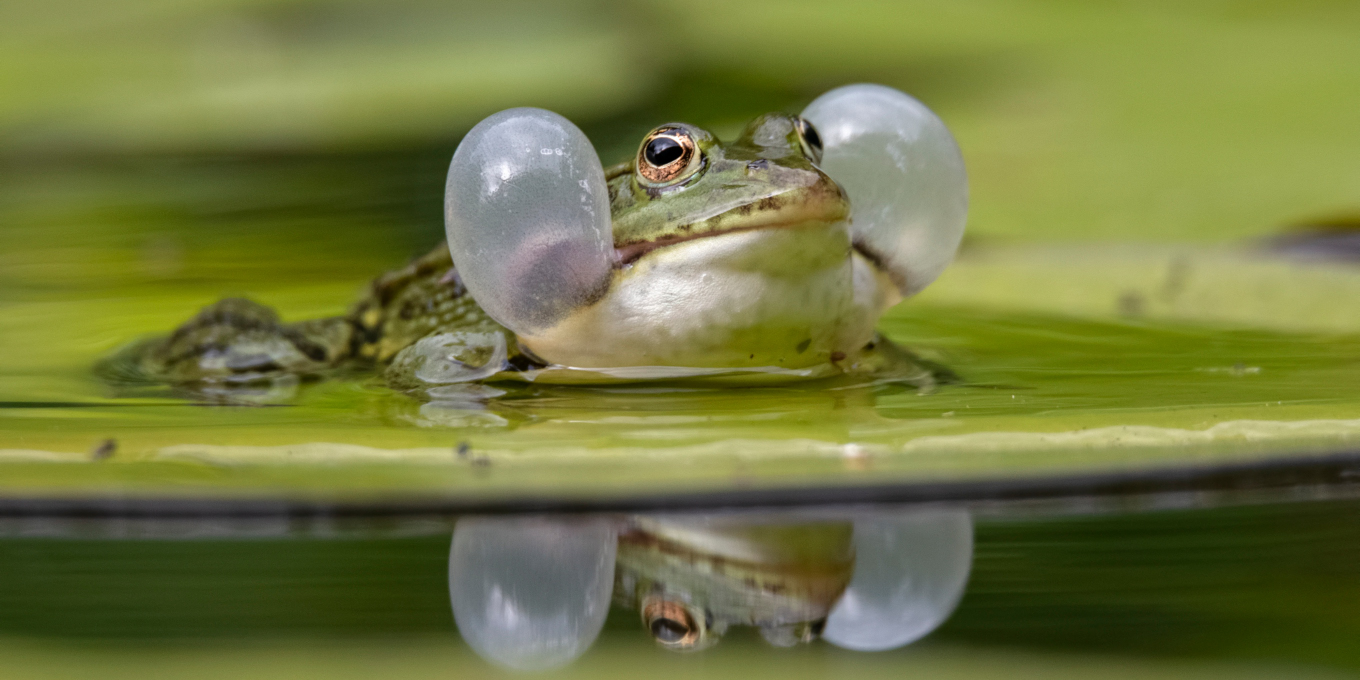 Amphibien posé sur un nénuphar