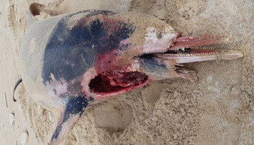cadavre de dauphin sur le sable