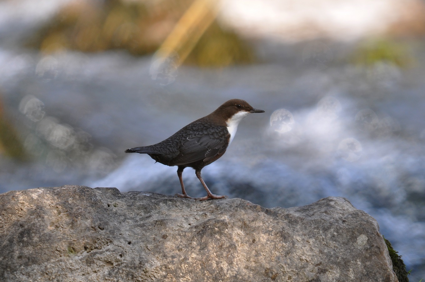 Découverte des oiseaux sur les berges de l’Aveyron et de l’apiculture ...