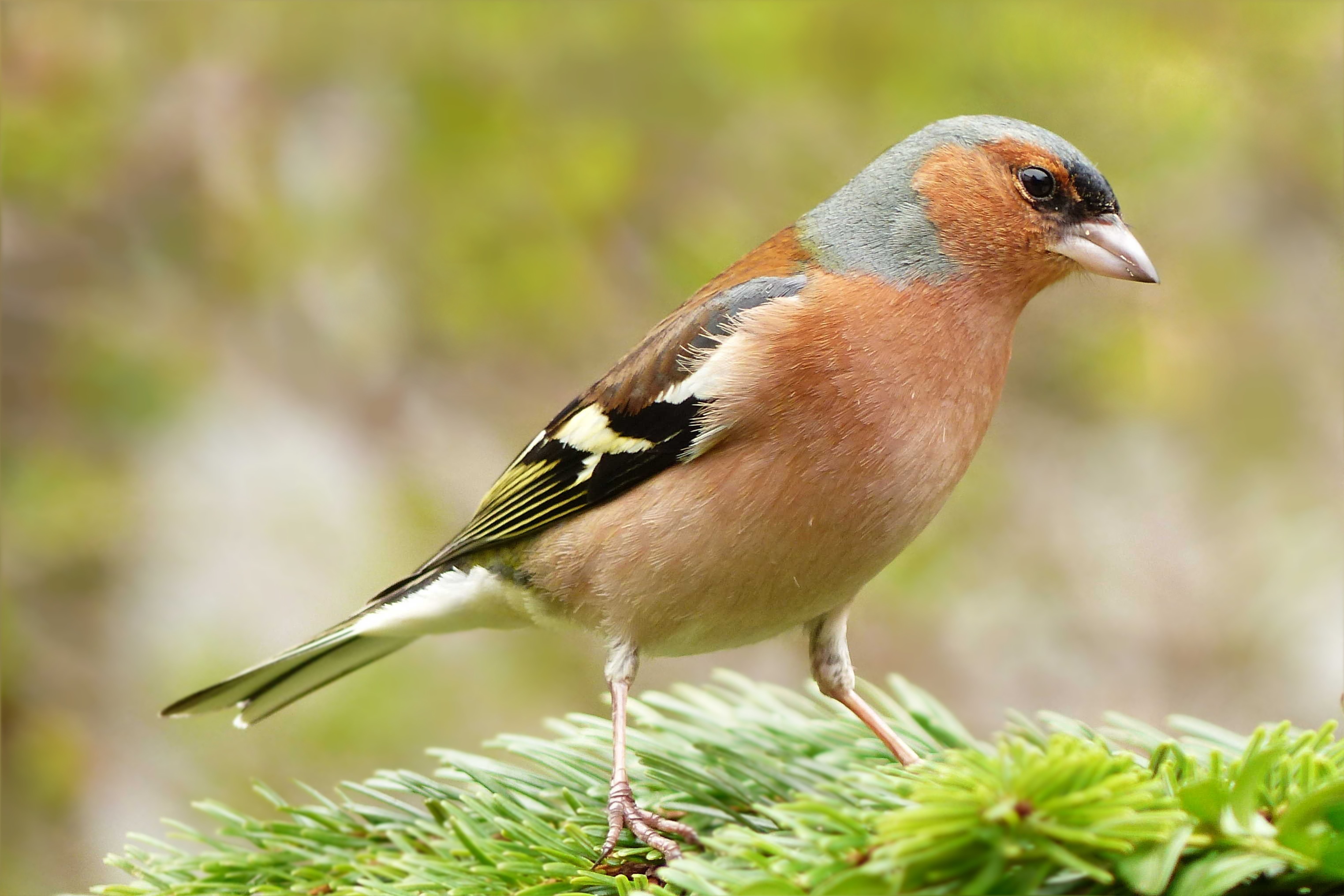 Pinson des arbres (Fringilla coelebs)