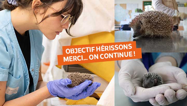 Objectif Hérissons : un démarrage encourageant, mais le combat continue !