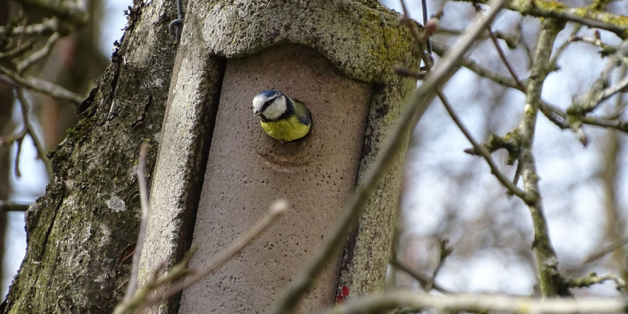 Mésange bleue sortant du nid