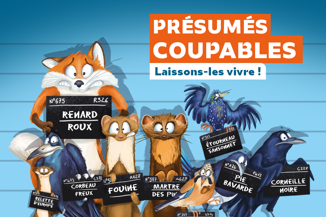 SONDAGE : Une large majorité de Français veulent en finir avec le classement des animaux « nuisibles »