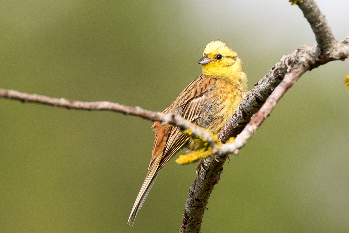 Bruant jaune