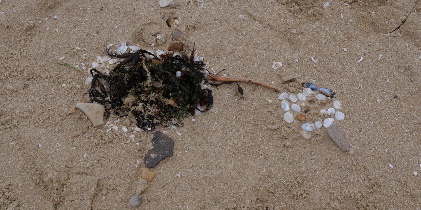 Trésors oubliés de la réserve naturelle de Moëze-Oléron