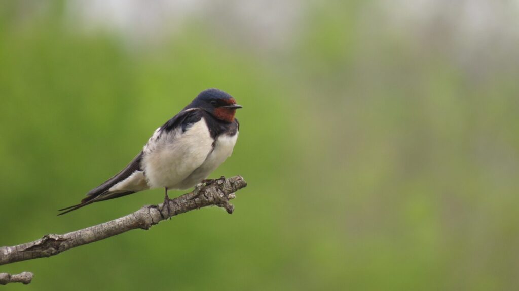 20 ans de suivi des <strong>hirondelle</strong>s en Isère !