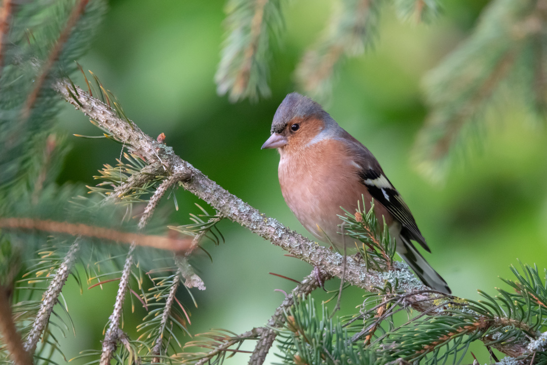 Pinson des arbres sur une branche