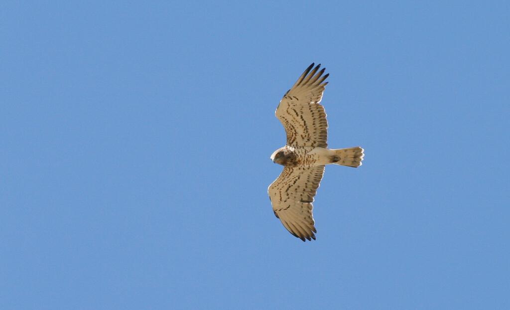 Observation du circaète Jean Le Blanc et des pipits des arbres au Suc au May