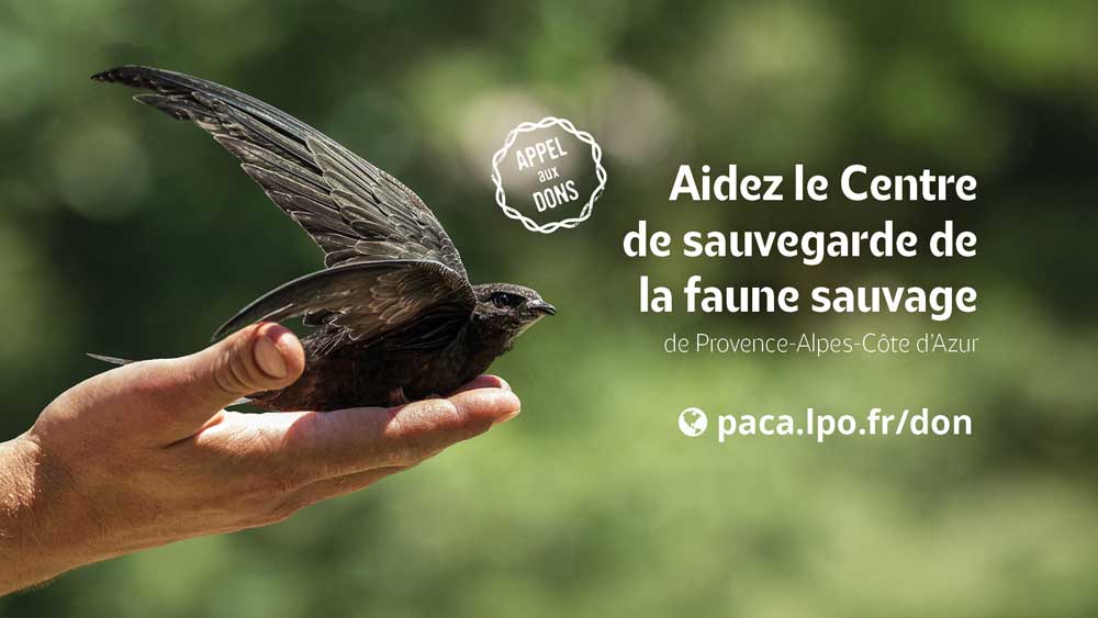 Appel aux dons : aidez le Centre de sauvegarde de la faune sauvage de Provence-Alpes-Côte d'Azur