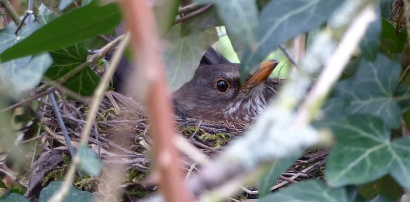 Merle noir (Turdus merula) au nid © F. et Thomas Teissier